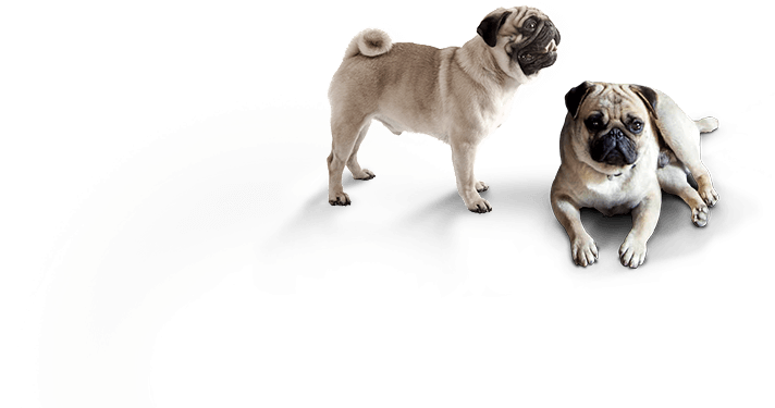 dogs image