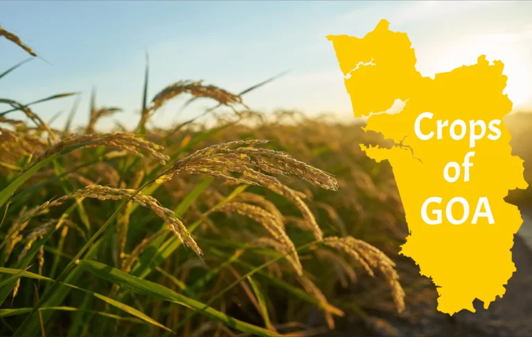 Crops of Goa